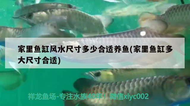 家里魚(yú)缸風(fēng)水尺寸多少合適養(yǎng)魚(yú)(家里魚(yú)缸多大尺寸合適)