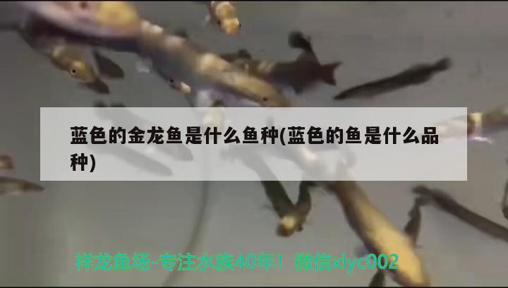 藍色的金龍魚是什么魚種(藍色的魚是什么品種) 其他益生菌