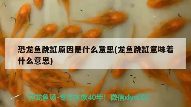 恐龍魚跳缸原因是什么意思(龍魚跳缸意味著什么意思) 造景/裝飾