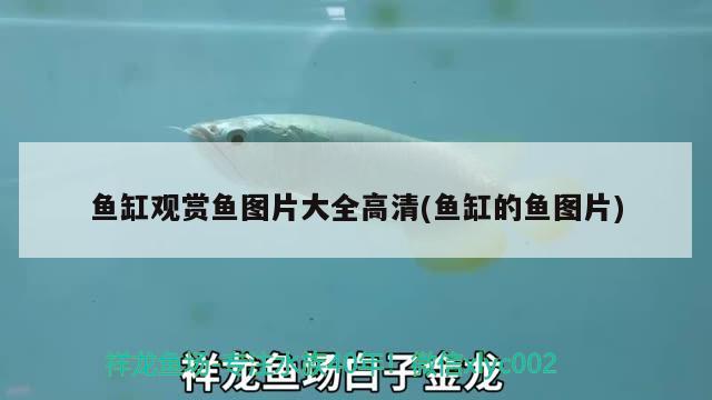 魚缸觀賞魚圖片大全高清(魚缸的魚圖片)