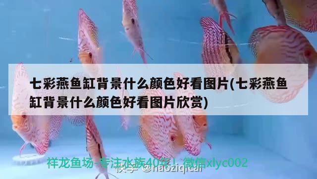 七彩燕魚缸背景什么顏色好看圖片(七彩燕魚缸背景什么顏色好看圖片欣賞) 鸚鵡魚