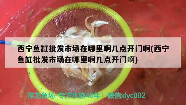 西寧魚缸批發(fā)市場在哪里啊幾點開門啊(西寧魚缸批發(fā)市場在哪里啊幾點開門啊)