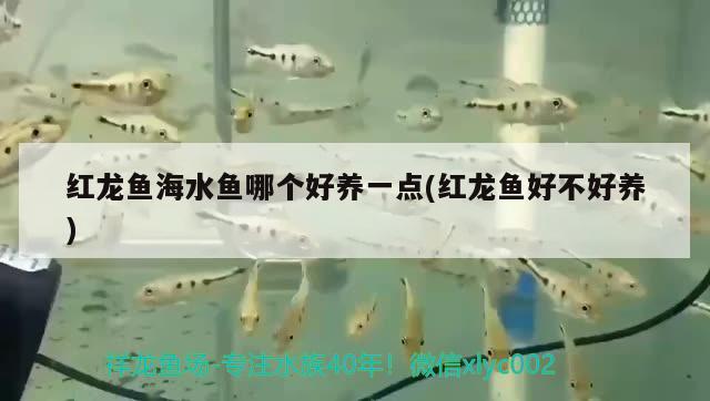 紅龍魚海水魚哪個好養(yǎng)一點(紅龍魚好不好養(yǎng))