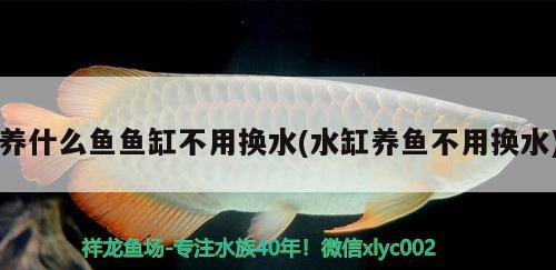 養(yǎng)什么魚魚缸不用換水(水缸養(yǎng)魚不用換水) 廣州龍魚批發(fā)市場