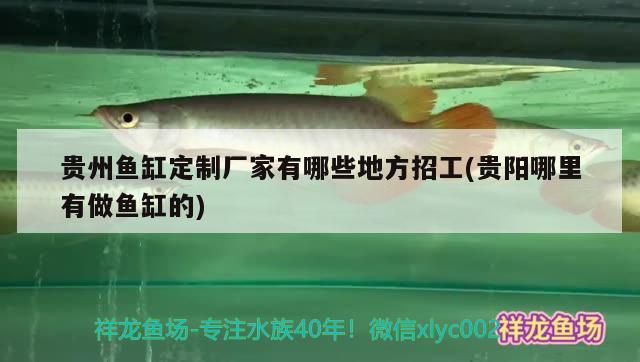 貴州魚缸定制廠家有哪些地方招工(貴陽哪里有做魚缸的) 大白鯊魚苗