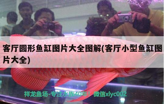 客廳圓形魚缸圖片大全圖解(客廳小型魚缸圖片大全) 噴點菠蘿魚