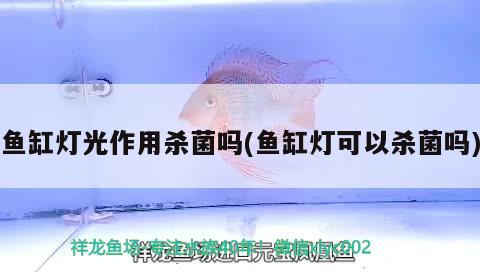 魚(yú)缸燈光作用殺菌嗎(魚(yú)缸燈可以殺菌嗎) 斯維尼關(guān)刀魚(yú)