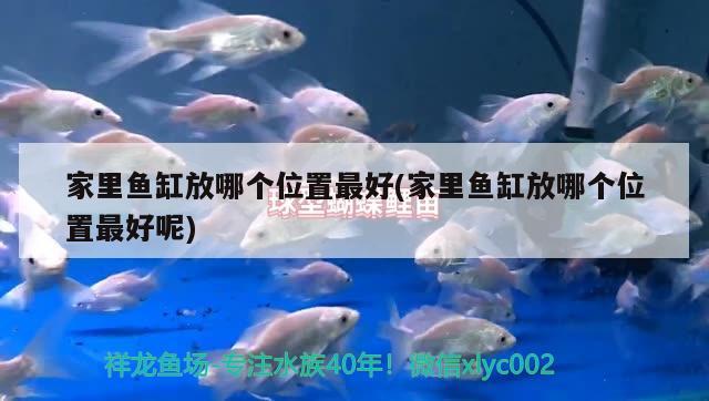 家里魚缸放哪個位置最好(家里魚缸放哪個位置最好呢)