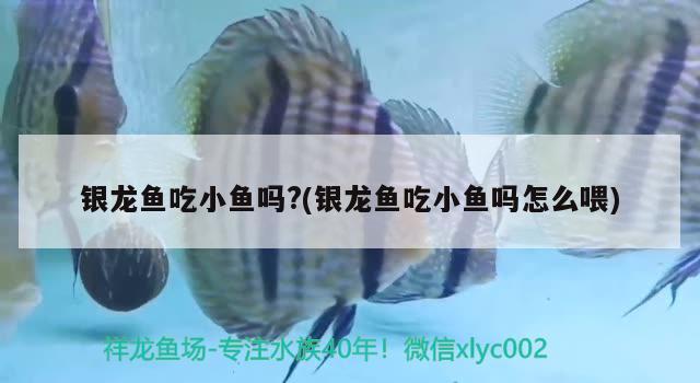 銀龍魚吃小魚嗎？(銀龍魚吃小魚嗎怎么喂) 銀龍魚百科