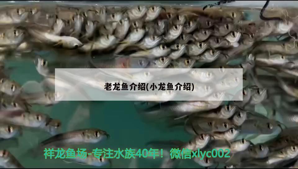 老龍魚(yú)介紹(小龍魚(yú)介紹)