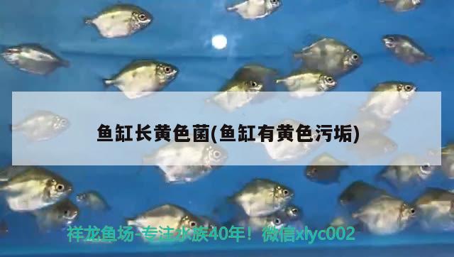 魚缸長黃色菌(魚缸有黃色污垢)