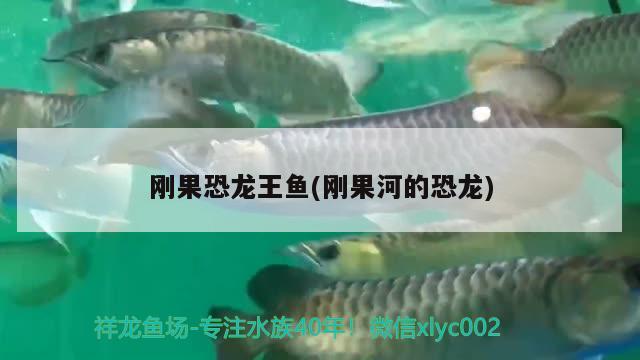 剛果恐龍王魚(剛果河的恐龍) 恐龍王魚