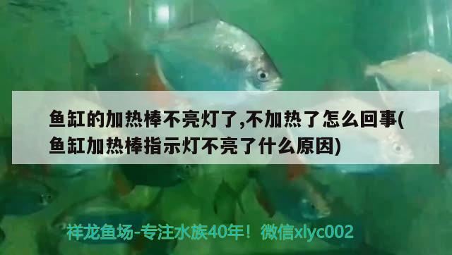 魚缸的加熱棒不亮燈了,不加熱了怎么回事(魚缸加熱棒指示燈不亮了什么原因) 委內(nèi)瑞拉奧里諾三間魚