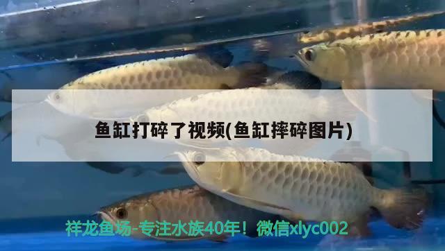 魚缸打碎了視頻(魚缸摔碎圖片) 魚缸水泵