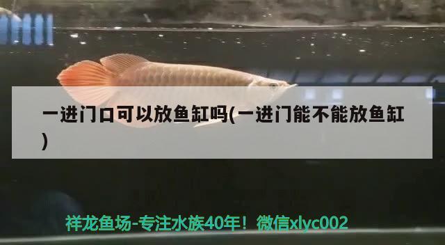 一進(jìn)門口可以放魚缸嗎(一進(jìn)門能不能放魚缸) 生態(tài)瓶/創(chuàng)意缸/桌面微景缸