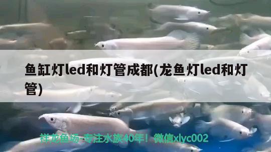 魚缸燈led和燈管成都(龍魚燈led和燈管) 黑水素