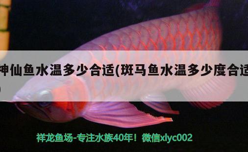 神仙魚(yú)水溫多少合適(斑馬魚(yú)水溫多少度合適) 斑馬鴨嘴魚(yú)苗