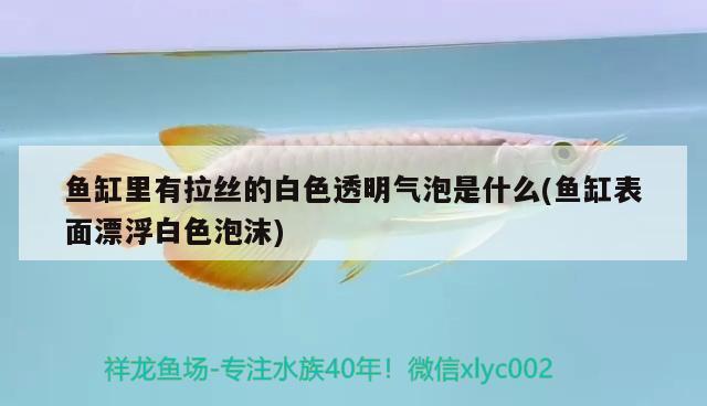 魚缸里有拉絲的白色透明氣泡是什么(魚缸表面漂浮白色泡沫) 黑金魟魚