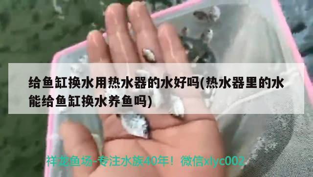 給魚缸換水用熱水器的水好嗎(熱水器里的水能給魚缸換水養(yǎng)魚嗎) 赤荔鳳冠魚