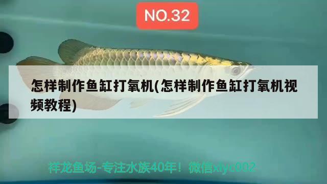 怎樣制作魚缸打氧機(jī)(怎樣制作魚缸打氧機(jī)視頻教程) 狗仔（招財(cái)貓)魚苗