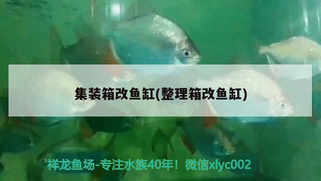 集裝箱改魚缸(整理箱改魚缸) 錦鯉魚百科