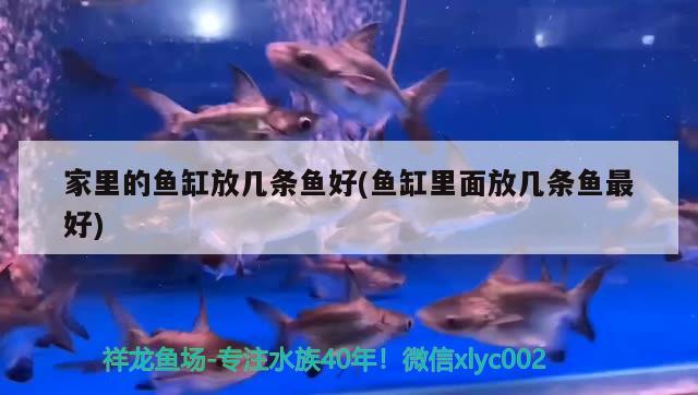 家里的魚缸放幾條魚好(魚缸里面放幾條魚最好)