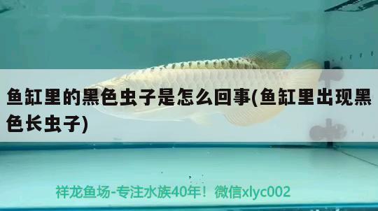 魚缸里的黑色蟲子是怎么回事(魚缸里出現(xiàn)黑色長(zhǎng)蟲子) 黃金招財(cái)貓魚