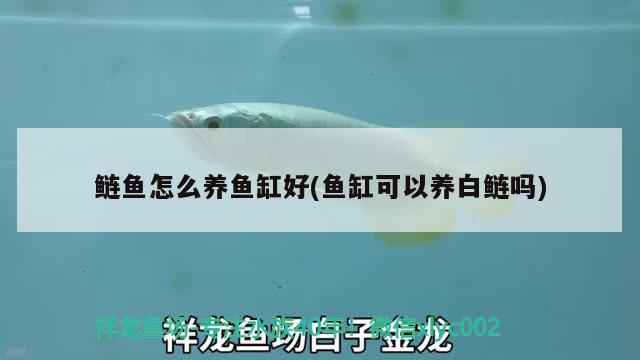 鰱魚怎么養(yǎng)魚缸好(魚缸可以養(yǎng)白鰱嗎) 帝王三間魚