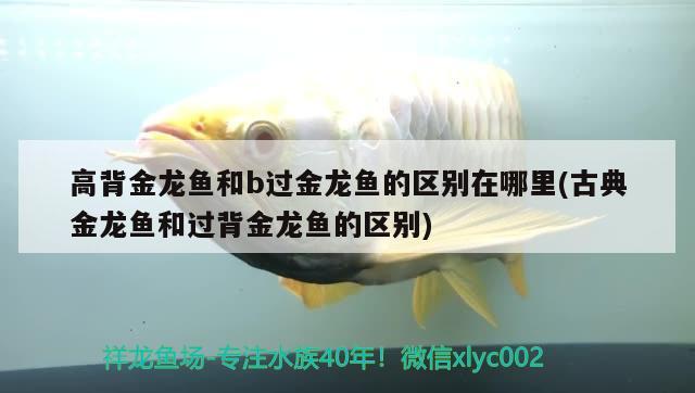 高背金龍魚和b過金龍魚的區(qū)別在哪里(古典金龍魚和過背金龍魚的區(qū)別) 高背金龍魚