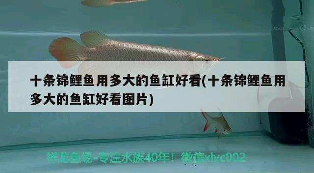 十條錦鯉魚(yú)用多大的魚(yú)缸好看(十條錦鯉魚(yú)用多大的魚(yú)缸好看圖片) 夢(mèng)幻雷龍魚(yú)