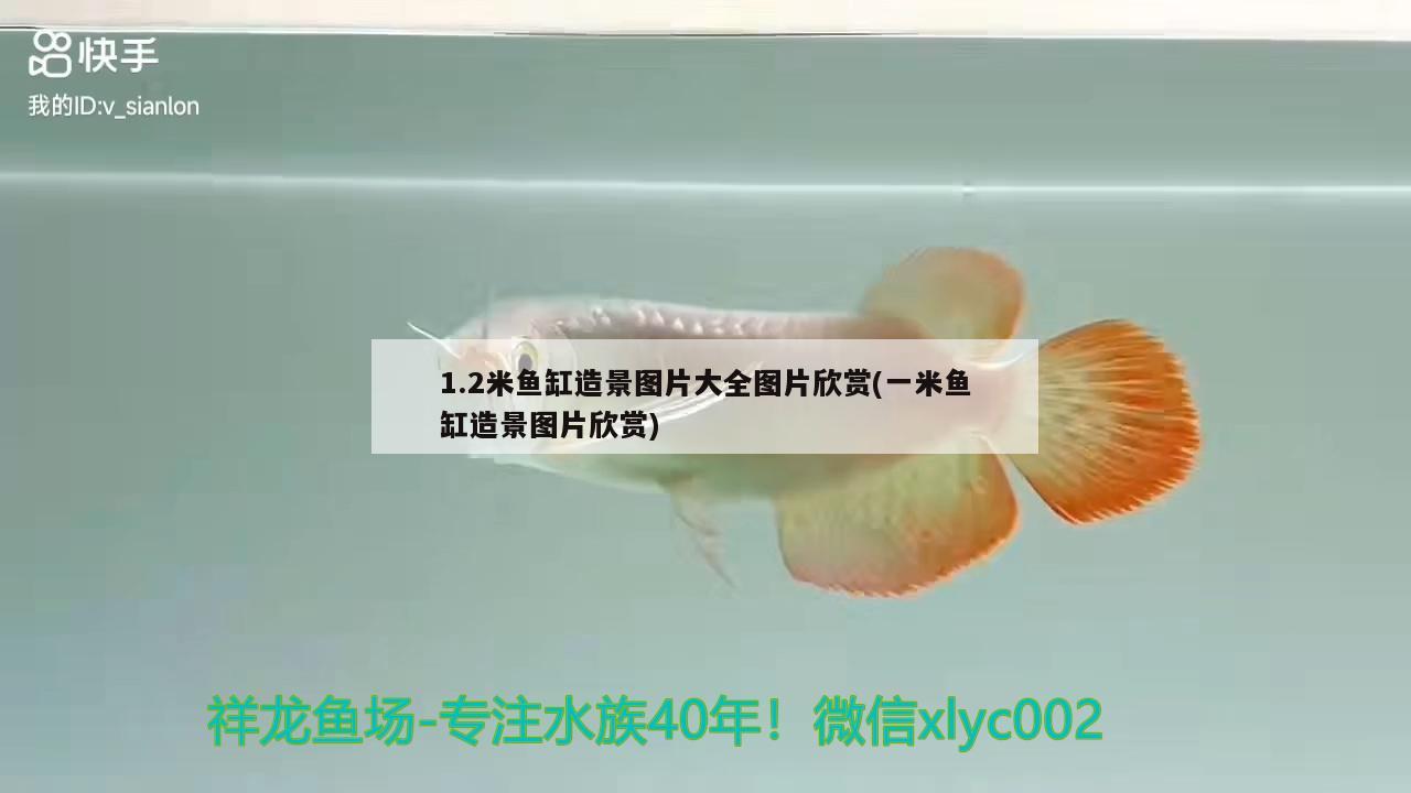 1.2米魚缸造景圖片大全圖片欣賞(一米魚缸造景圖片欣賞)