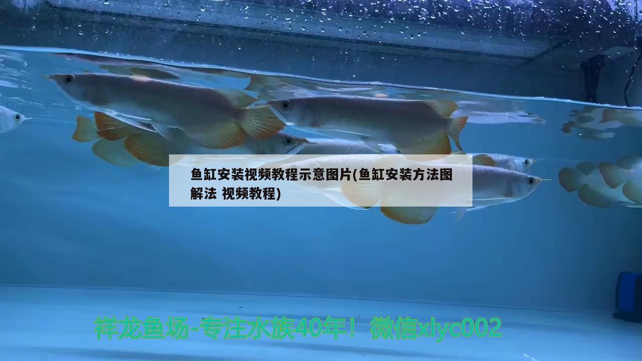 魚缸安裝視頻教程示意圖片(魚缸安裝方法圖解法視頻教程) 月光鴨嘴魚