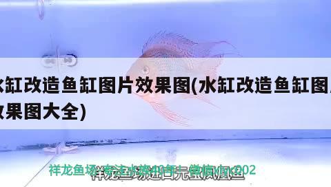 水缸改造魚缸圖片效果圖(水缸改造魚缸圖片效果圖大全) 青龍魚