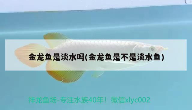 金龍魚是淡水嗎(金龍魚是不是淡水魚) 國產(chǎn)元寶鳳凰魚 第2張