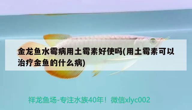 金龍魚水霉病用土霉素好使嗎(用土霉素可以治療金魚的什么病) 觀賞魚市場(chǎng)