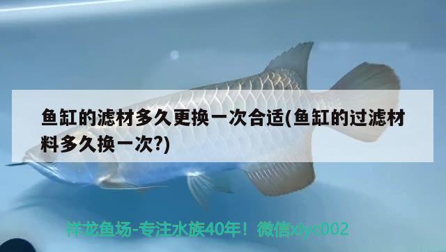 魚缸的濾材多久更換一次合適(魚缸的過濾材料多久換一次?) 魟魚百科