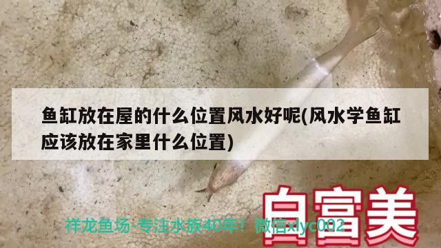 魚缸放在屋的什么位置風水好呢(風水學魚缸應該放在家里什么位置) 魚缸風水