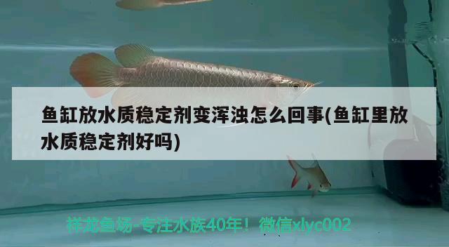 魚缸放水質(zhì)穩(wěn)定劑變渾濁怎么回事(魚缸里放水質(zhì)穩(wěn)定劑好嗎) 申古銀版魚