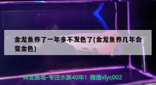 金龍魚養(yǎng)了一年多不發(fā)色了(金龍魚養(yǎng)幾年會變金色) 泰龐海蓮魚