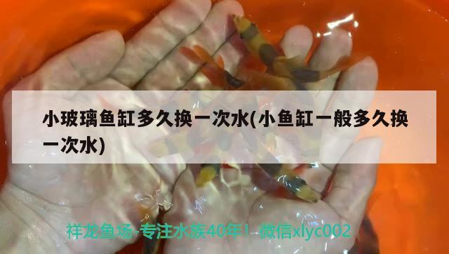 小玻璃魚(yú)缸多久換一次水(小魚(yú)缸一般多久換一次水) 超血紅龍魚(yú)