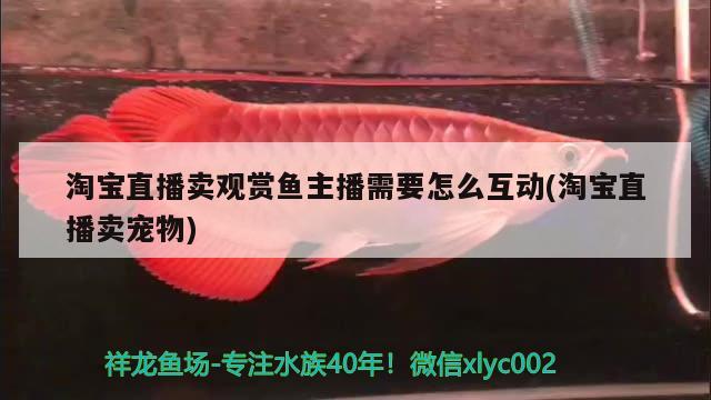 淘寶直播賣觀賞魚主播需要怎么互動(dòng)(淘寶直播賣寵物)