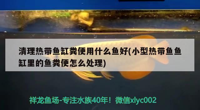 清理熱帶魚缸糞便用什么魚好(小型熱帶魚魚缸里的魚糞便怎么處理) 藍底過背金龍魚