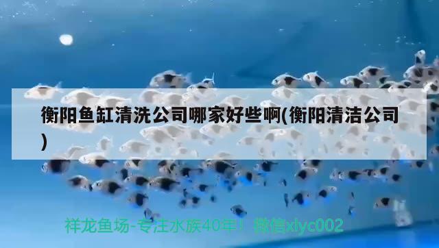 衡陽魚缸清洗公司哪家好些啊(衡陽清潔公司) 白子銀版魚