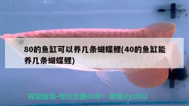 80的魚缸可以養(yǎng)幾條蝴蝶鯉(40的魚缸能養(yǎng)幾條蝴蝶鯉) 蝴蝶鯉