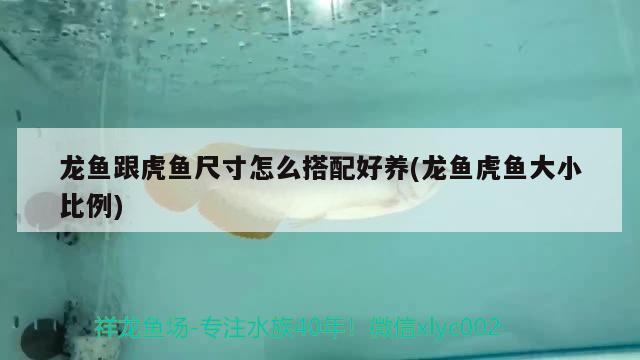 龍魚跟虎魚尺寸怎么搭配好養(yǎng)(龍魚虎魚大小比例)