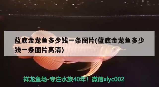 藍底金龍魚多少錢一條圖片(藍底金龍魚多少錢一條圖片高清) 白玉紅龍魚