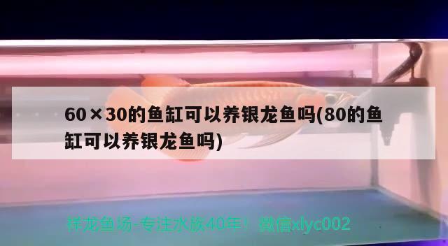 60×30的魚缸可以養(yǎng)銀龍魚嗎(80的魚缸可以養(yǎng)銀龍魚嗎)