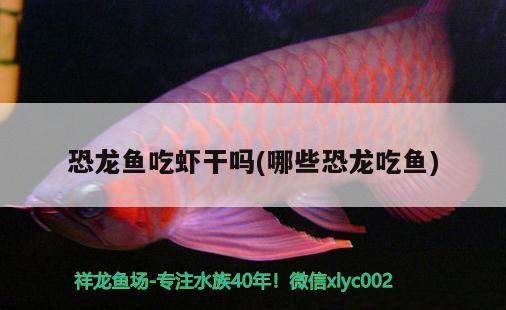 恐龍魚吃蝦干嗎(哪些恐龍吃魚) 水族世界