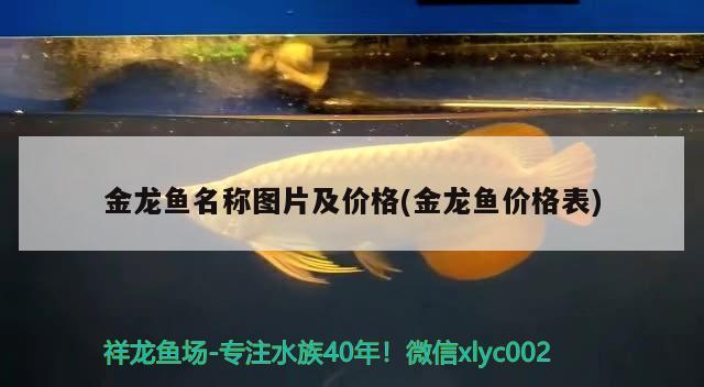 金龍魚名稱圖片及價格(金龍魚價格表) 戰(zhàn)車紅龍魚