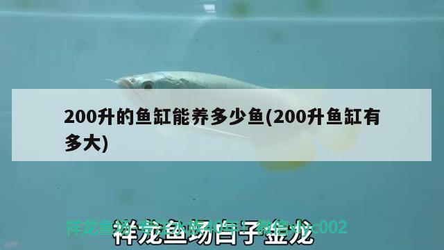 200升的魚缸能養(yǎng)多少魚(200升魚缸有多大) 恐龍王魚